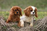 CAVALIER KING CHARLES 769